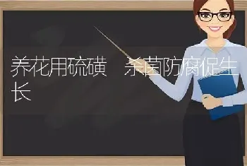 养花用硫磺 杀菌防腐促生长