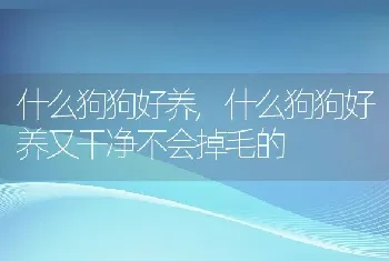 什么狗狗好养,什么狗狗好养又干净不会掉毛的