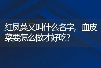 红凤菜又叫什么名字