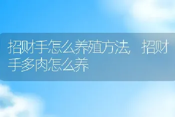 招财手怎么养殖方法