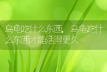 乌龟吃什么东西,乌龟吃什么东西才能活得更久