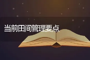 当前田间管理要点