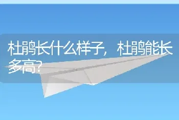 杜鹃长什么样子