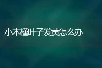 小木槿叶子发黄怎么办