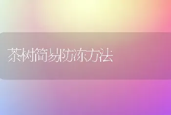 茶树简易防冻方法