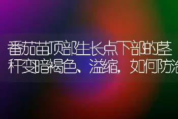 番茄苗顶部生长点下部的茎秆变暗褐色、溢缩,如何防治