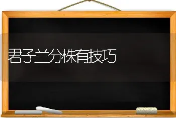 君子兰分株有技巧