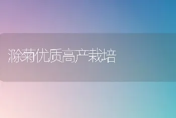 滁菊优质高产栽培