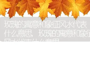 玫瑰的寓意和象征风水代表什么意思