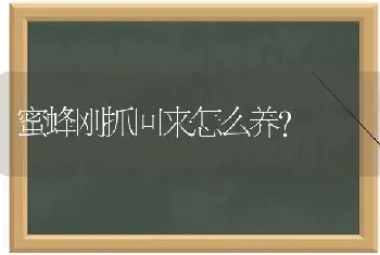 蜜蜂刚抓回来怎么养?