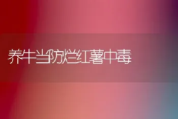 养牛当防烂红薯中毒