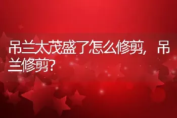 吊兰太茂盛了怎么修剪