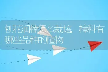 刨花润楠怎么栽培