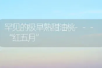 罕见的极早熟甜油桃---“红五月”