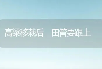 高粱移栽后 田管要跟上