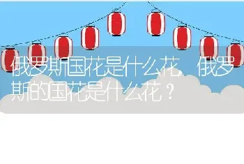 俄罗斯国花是什么花