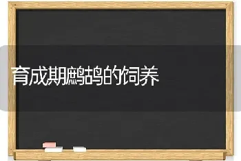 育成期鹧鸪的饲养