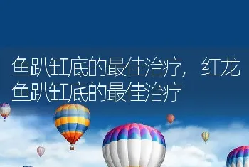 鱼趴缸底的最佳治疗,红龙鱼趴缸底的最佳治疗