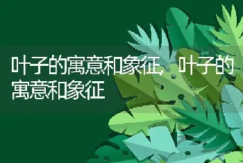 仙人掌用什么盆栽好