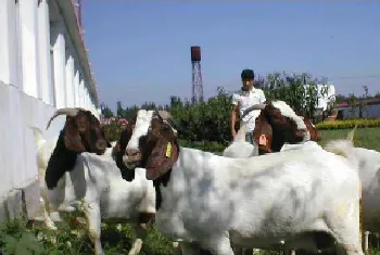 肉羊养殖利润与成本分析，养殖肉羊利润有多高？