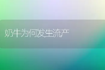 奶牛为何发生流产