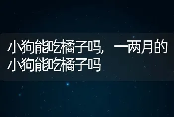 小狗能吃橘子吗