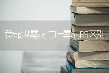 番茄煤霉病与叶霉病的区别