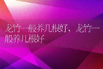 龙竹一般养几根好