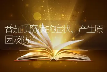 番茄顶腐病的症状、产生原因及防治