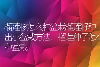 榴莲核怎么种盆栽榴莲籽种出小盆栽方法