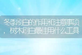 冬季刷白的作用和注意事项