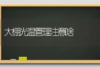 大棚光温管理注意啥