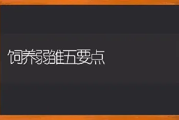 饲养弱雏五要点