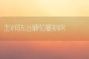 丝瓜霜霉病的防治