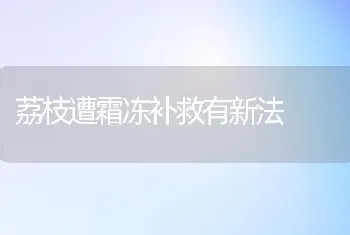 荔枝遭霜冻补救有新法