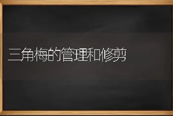 三角梅的管理和修剪