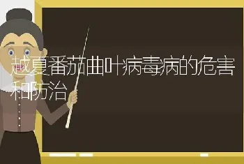 越夏番茄曲叶病毒病的危害和防治