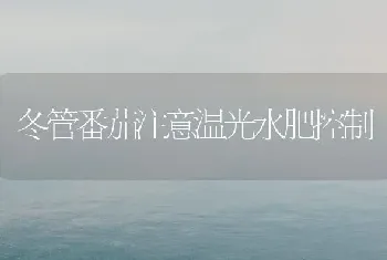 冬管番茄注意温光水肥控制