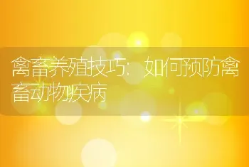 禽畜养殖技巧:如何预防禽畜动物疾病