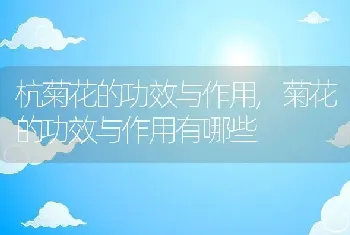 杭菊花的功效与作用