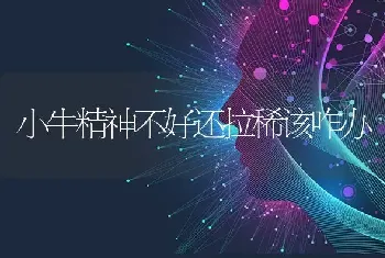 小牛精神不好还拉稀该咋办