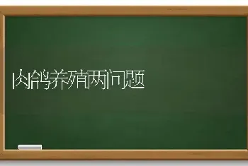 肉鸽养殖两问题