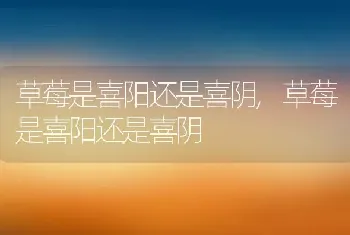 玫瑰花代表什么意思