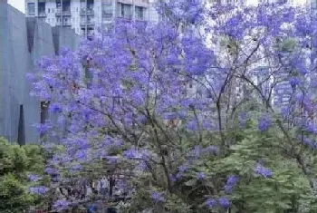 蓝楹花和蓝花楹区别