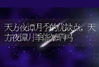 天方夜谭月季的优缺点