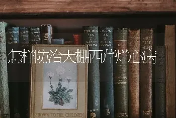 怎样防治大棚西芹烂心病