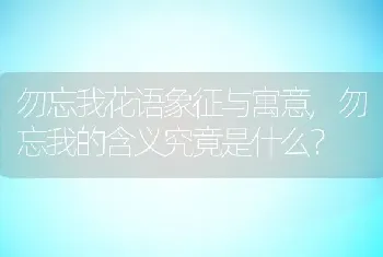 勿忘我花语象征与寓意