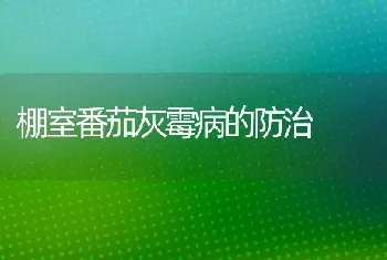 棚室番茄灰霉病的防治