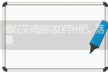 番茄采摘盛期如何补肥、落蔓