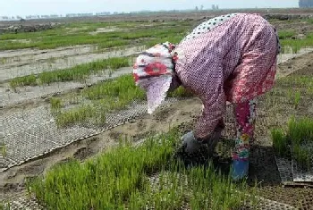 4月种植什么农作物比较好